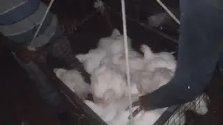 How to Send Broiler Chickens to Market / Broiler Poultry Farming/Chickens Transportation Process