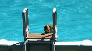 My dog swimming