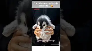 Cutie patootie eating 🐧🤩 #comment #cute #penguin #pets #foodie #credittotheowner #entertainmentonly