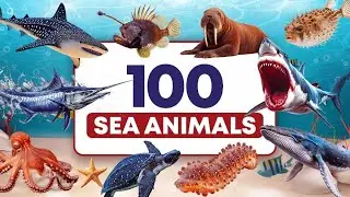 100 Sea Animals | Ocean Creatures Collection | Learn Aquatic Animals
