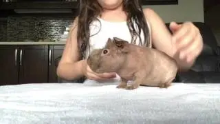 Trimming Nails - Skinny Pig Love