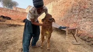 ASMR Baby Calf Oil Massage — So Relaxing!