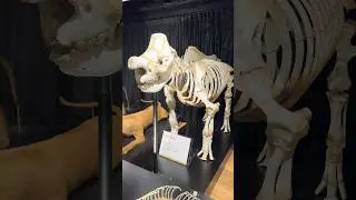 Museum tour | museum of animals | Museum of future | #shortsfeed #shorts #animals #ytshort #trending
