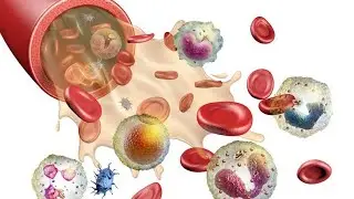 Understanding Blood: A Comprehensive Glossary part 4
