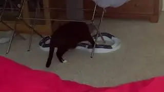 Catit Design Senses Super Roller Circuit Toy for Cats