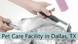 Pet Care Facility Dallas TX The Petropolitan