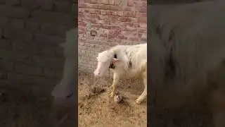 Full White Albino Rare Buffalo kid in Reasonable price CNT NO.7021324167