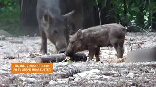 Raging Boars Outdoor Innovations - Wildlife Attractant Video