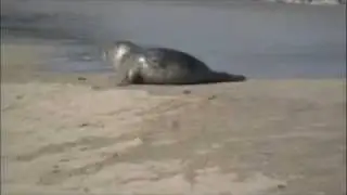 seals playing in the surf off the west coast of Ireland