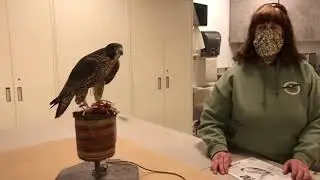 Mayo Clinic - 34th Peregrine Falcon Season