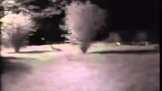 Fox caught on security camera in the chicken yard