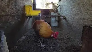 Calpara Peruvian