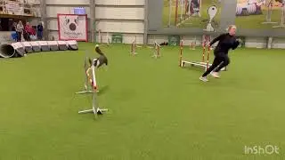 Grace - Agility German Classics 2023