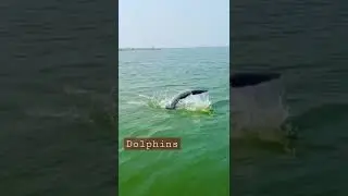 Chilka Lake Dolphins
