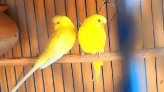 Budgie Parrot Colony: A Colorful and Social Avian Haven