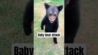 Baby bear attack 😂 #cuteanimals #animalrescue                                   (cr: safarisammie)