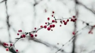 Community Vlogmas Day 8: What is your most treasured memory?