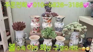 (25.12.29.월)💞매화꽃분💞 화사해서 뭘심어도 O.K