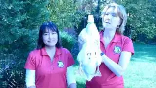How to put on a Duck or Goose DiaperGuard