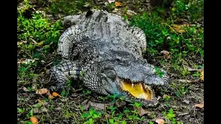 crocodile in the forest vkk films studio relesed vfx short films like share comment