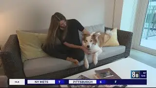 Pet-Proofing 101: Keeping your home safe for your pets