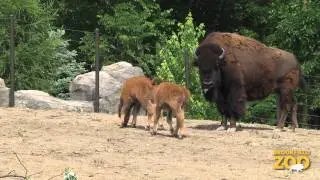 Bison Calves Born at Brookfield Zoo