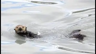 Cute Sea Otter - Seward Harbour - Alaska  - June 2018
