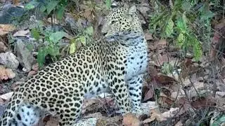 Indisn Leopard Cub Sighting at Kanha National Park
