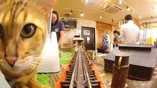 皆様と共に猫たちと楽しく過ごしませんか？パワーくん炸裂！