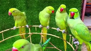 Video's completion Ringneck parrot 🦜!! Amazing Taking sitting on the Floor 
