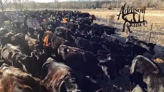 SELLING COWS | Sorting Dry Cows, Herd Cleanup & Cattle Market Strategy