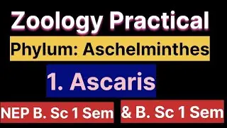 Zoology practical work l BSc1 Sem& BSc 5th Sem | NEP Students |Phylum Aschelminthes specimens |