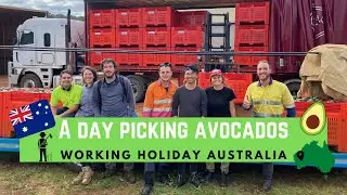 A day picking avocados - Working Holiday Australia - Farm Job (Subtitle ENG/ESP/FR)