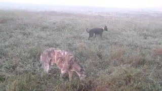 M&auml;usejagd im November- Nebel