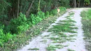 Palmyra Cove Nature Park 34.MP4
