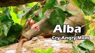 Poor Alba not yet full continue request more milk but Anna changed got bad mood fight Alba stop milk