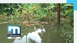 Southwest Monsoon: Widespread Crop Loss In Pathanamthitta| Mathrubhumi News