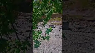 shangla beauty