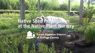 Native Seed Propagation