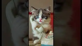 Mom, I ate, I napped, I&rsquo;m adorable &mdash; love you! 😽