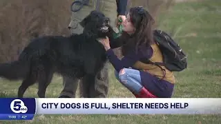 City Dogs Cleveland near max capacity after taking in 95 dogs in a week