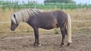 Freie Bewegung, das wichtigste Grundbedürfnis des Pferdes #pferde #pony