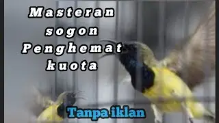 🔴🔴 masteran sogon isian full brem,sogon gacor dengar suara ini,sogon trotol isian