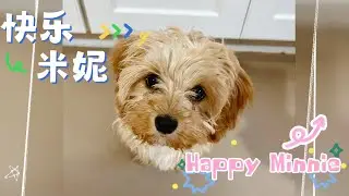 Puppy｜Daddy Cheats被诱拐｜Sliding滑滑梯｜Run奔跑吧米妮｜Pee While Walking边走边尿｜Walk In Wind风中散步｜#puppy #cavapoo #小狗
