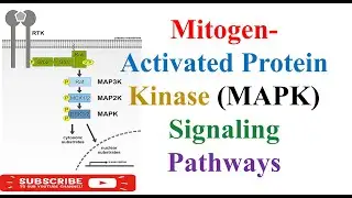 Mitogen-Activated Protein Kinase (MAPK) Signaling Pathways #pharmacology #pharmacy #viral #lecture
