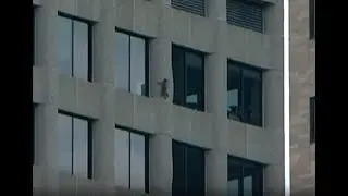 Raccoon an internet star after climbing 25 storey building