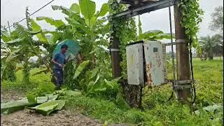 Distribution transformer power fault rectification🌳 in rainy day🌳