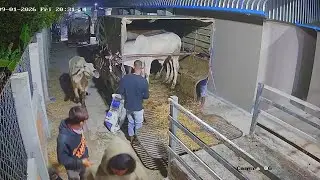 មានគោល្អៗ