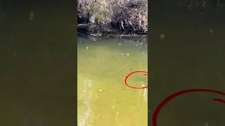 Accidentally spooking big Steelhead Trout 😣 #fishing #steelhead