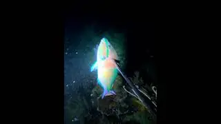 Parrot fish spearfishing catch compilation🐟🎯